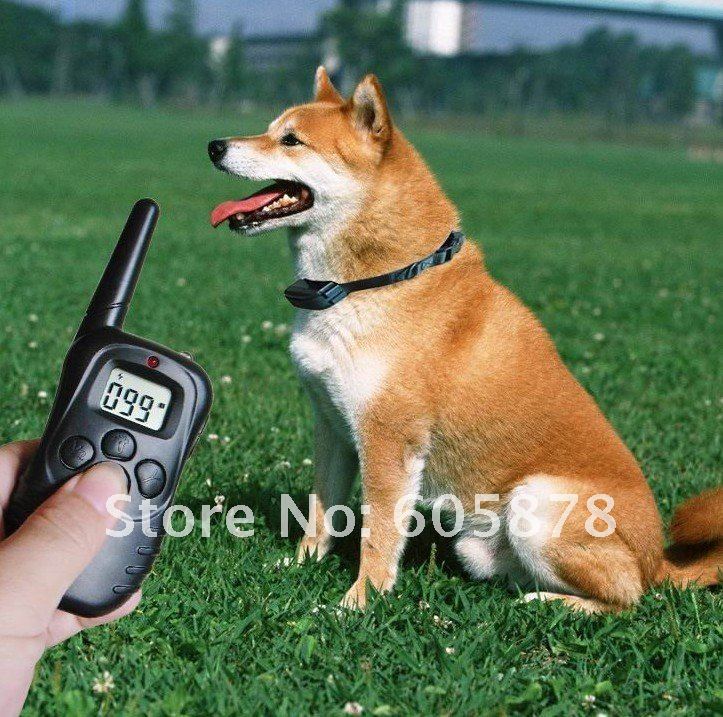 dog collar.jpg
