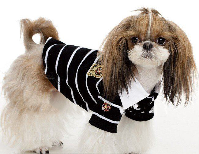 Black Pet Article Stripe T-Shirt