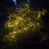images/v/20111103/1320308772_564.jpg
